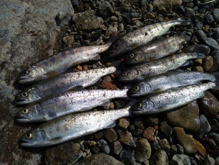 アマゴの味が忘れられず